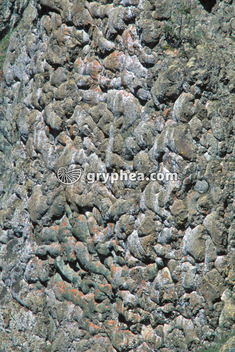 Pillow-lavas Chenaillet - gryphea.com